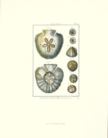 Shells V by Daniel Diderot Pricing Limited Edition Print image