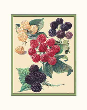 Botanical Berries by Cynthia Hart Pricing Limited Edition Print image