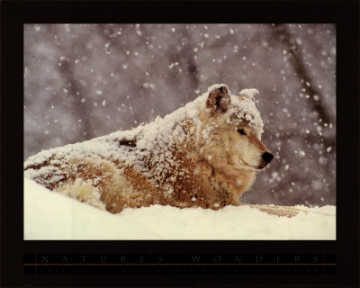 Grey Wolf by Tom & Pat Leeson Pricing Limited Edition Print image