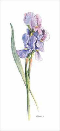 Iris Botanical 1 by Consuelo Gamboa Pricing Limited Edition Print image