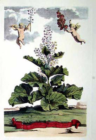 Rotundifolium Verum by Abraham Munting Pricing Limited Edition Print image