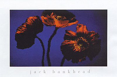 Poppies by Jack Bankhead Pricing Limited Edition Print image