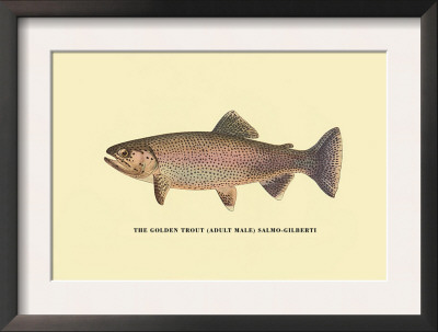 The Golden Trout by H.H. Leonard Pricing Limited Edition Print image