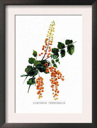 Coriaria Terminalis by H.G. Moon Pricing Limited Edition Print image
