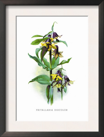 Fritallaria Discolor by H.G. Moon Pricing Limited Edition Print image
