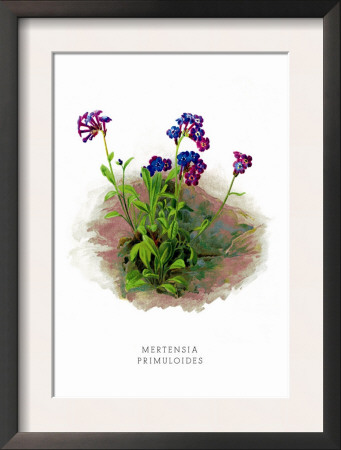 Mertensia Primuloides by H.G. Moon Pricing Limited Edition Print image