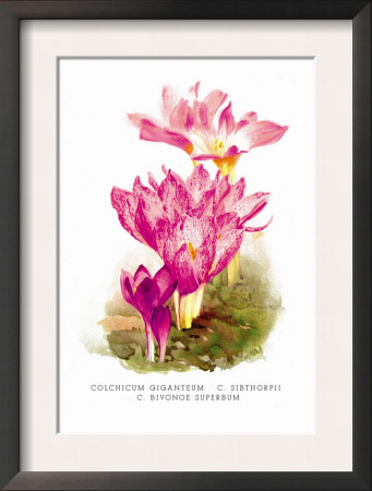 Colchicum Giganteum: C. Sibthorpii C. Bivonoe Superbum by H.G. Moon Pricing Limited Edition Print image
