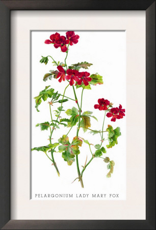 Pelargonium Lady Mary Fox by H.G. Moon Pricing Limited Edition Print image