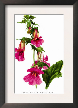 Rehmannia Angulata by H.G. Moon Pricing Limited Edition Print image