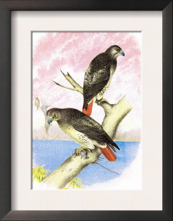 Red-Tailed Hawks by Theodore Jasper Pricing Limited Edition Print image