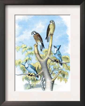 The Sparrow Hawk by Theodore Jasper Pricing Limited Edition Print image