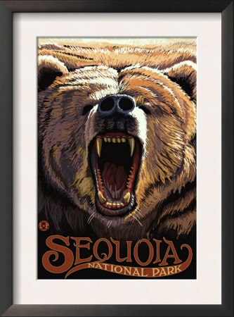 Sequoia Nat'l Park - Bear Roaring - Lp Poster, C.2009 by Lantern Press Pricing Limited Edition Print image