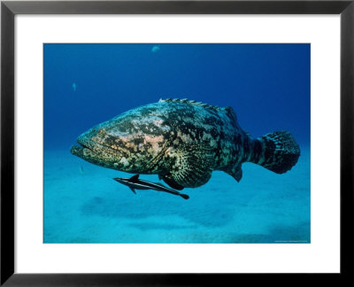 Jewfish With Sharksucker Under It by Mike Mesgleski Pricing Limited Edition Print image