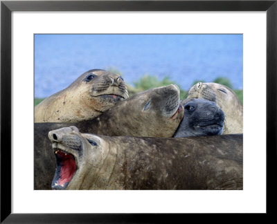 Elephant Seals, Antarctica by Ernest Manewal Pricing Limited Edition Print image