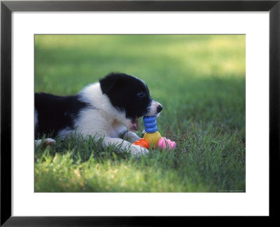 Border Collie Puppy Playing With Toy by Peggy Koyle Pricing Limited Edition Print image