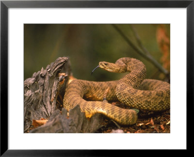 Rattlesnake Coiled by Robert Franz Pricing Limited Edition Print image