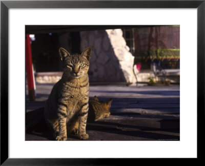 Stray Cats, Cozumel, Mexico by Debra Cohn-Orbach Pricing Limited Edition Print image