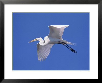 Great Egret by Lynn M. Stone Pricing Limited Edition Print image