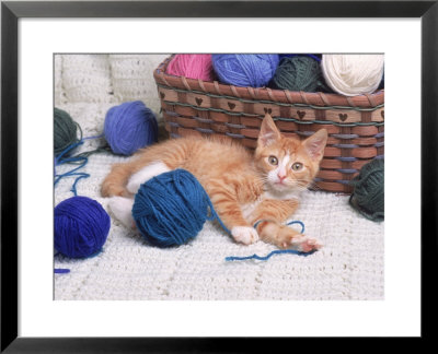 Kitten Playing With Balls Of Yarn by David Davis Pricing Limited Edition Print image