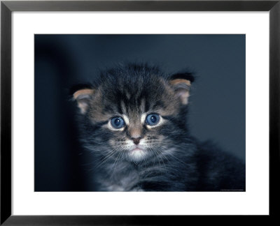 Four-Week-Old Maine Coon Kitten by Tony Ruta Pricing Limited Edition Print image