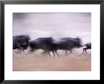 Wildebeests Running, Tanzania by Robert Franz Pricing Limited Edition Print image