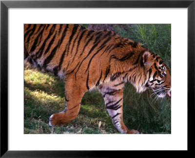Tiger by Mark Newman Pricing Limited Edition Print image