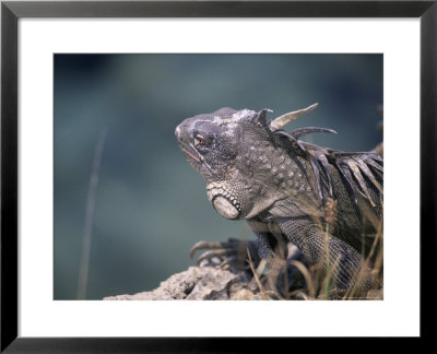 Green Iguana, Bonaire by Timothy O'keefe Pricing Limited Edition Print image