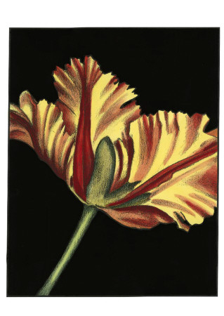 Vibrant Tulips I by Ethan Harper Pricing Limited Edition Print image