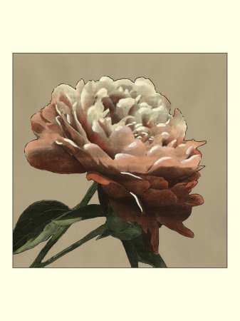 Heirloom Rose I by Chariklia Zarris Pricing Limited Edition Print image