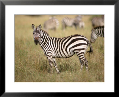 Zebras, Ngorongoro Crater, Africa by Keith Levit Pricing Limited Edition Print image