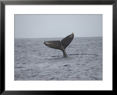 Whale's Tail- Maui, Hawaiian Islands by Keith Levit Pricing Limited Edition Print image