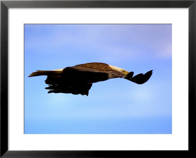Eagle In Flight by Bruce Ando Pricing Limited Edition Print image