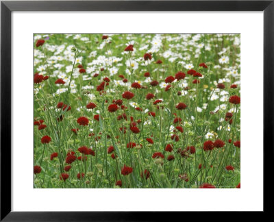 Knautia Macedonica Syn. Scabiosa Rumelica (Crimson Cushion) by Mark Bolton Pricing Limited Edition Print image