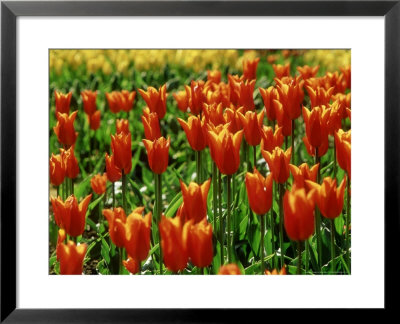 Tulipa Ballerina (Lily Flowered Tulip) Red/Orange Flower by Mark Bolton Pricing Limited Edition Print image