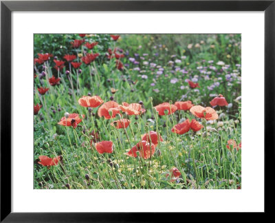 Papaver Rhoeas (Field Poppy), Red Flower & Buds With Sunlight, September by Mark Bolton Pricing Limited Edition Print image