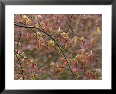 Acer Palmatum With Early Spring Growth & Raindrops by Mark Bolton Pricing Limited Edition Print image
