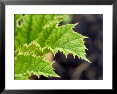 Gunnera Manicata, Early Spring Growth by Mark Bolton Pricing Limited Edition Print image