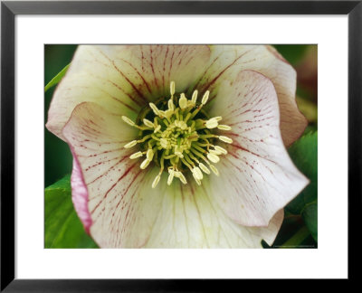 Helleborus Orientalis (Lenten Rose), Perennial by Mark Bolton Pricing Limited Edition Print image