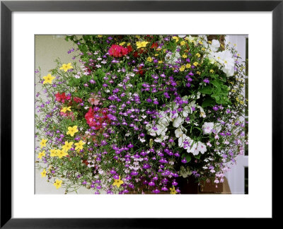 Hanging Basket With Lobelia, Pelargonium (Geranium) And Bidens (Stick Tight) by Mark Bolton Pricing Limited Edition Print image