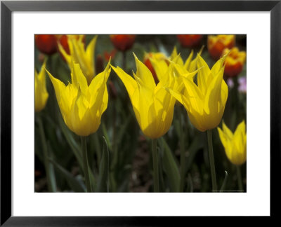Tulipa, West Point (Lily Flowered Tulip) by Chris Burrows Pricing Limited Edition Print image