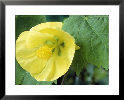 Abutilon, Lemon Queen (Flowering Maple), Close-Up Of Yellow Flower by Chris Burrows Pricing Limited Edition Print image