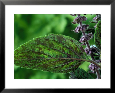 Ocimum (African Blue), Close-Up Of Leaf And Flower by Chris Burrows Pricing Limited Edition Print image