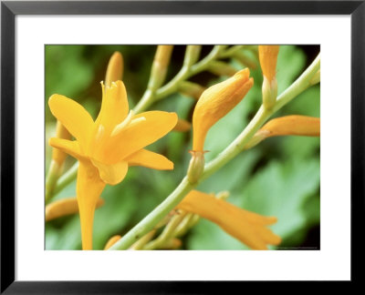 Crocosmia Jenny Bloom by Chris Burrows Pricing Limited Edition Print image