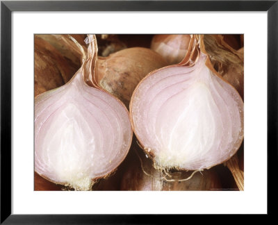 Shallot (Allium Cepa Var Aggregatum Red Sun), Close-Up Cut Vegetable by Chris Burrows Pricing Limited Edition Print image