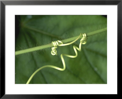 Passiflora Foetida Close-Up Of Tendril Winding Around Stem by Rex Butcher Pricing Limited Edition Print image