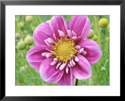 Collarette Dahlia by Michael Davis Pricing Limited Edition Print image