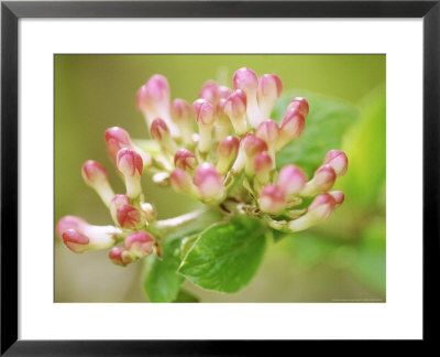 Viburnum X Burkwoodii Mohawk by Carole Drake Pricing Limited Edition Print image