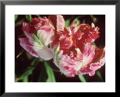 Tulipa Onedin Close-Up Of Flowers In Bridgemere Garden World by Ron Evans Pricing Limited Edition Print image