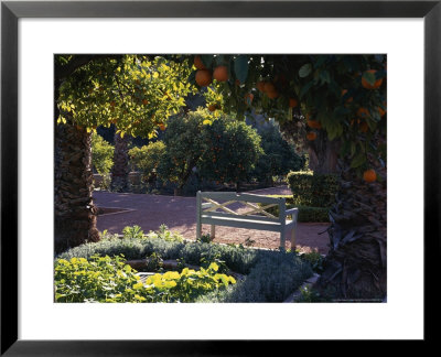 La Momounia Gardens, Marrakech, Morroco, Bench Amongst Citrus (Orange) Trees, December by Suzie Gibbons Pricing Limited Edition Print image
