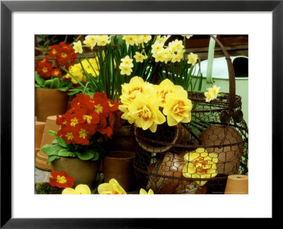 Narcissus Tahiti And Minnow (Daffodil) With Red Polyanthus Plant by James Guilliam Pricing Limited Edition Print image